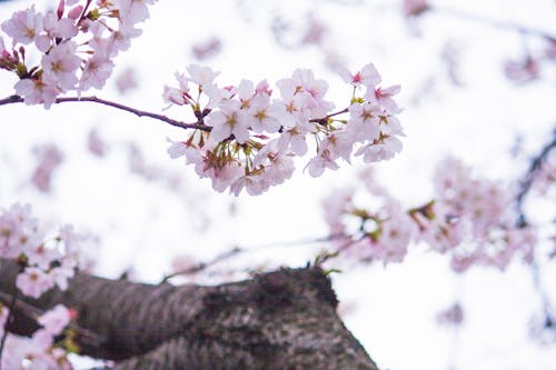 Ingyenes stockfotó bimbó, cseresznyevirágok, évszak témában Stockfotó
