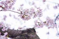 树枝上盛开的精致樱花特写