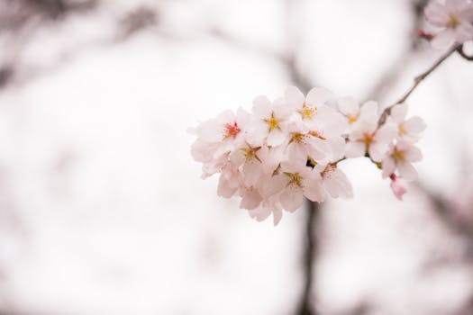 娇嫩的樱花包裹着春天的精华，缀满枝条