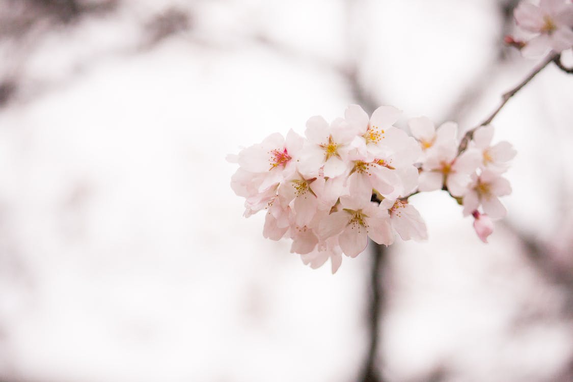 Shallow Focus Photography of White Flowers