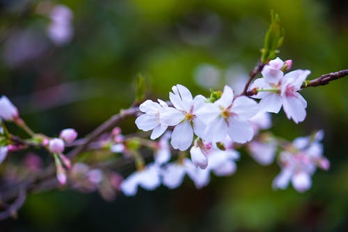 Pink Cherry Blossoms Selective-focus Photo