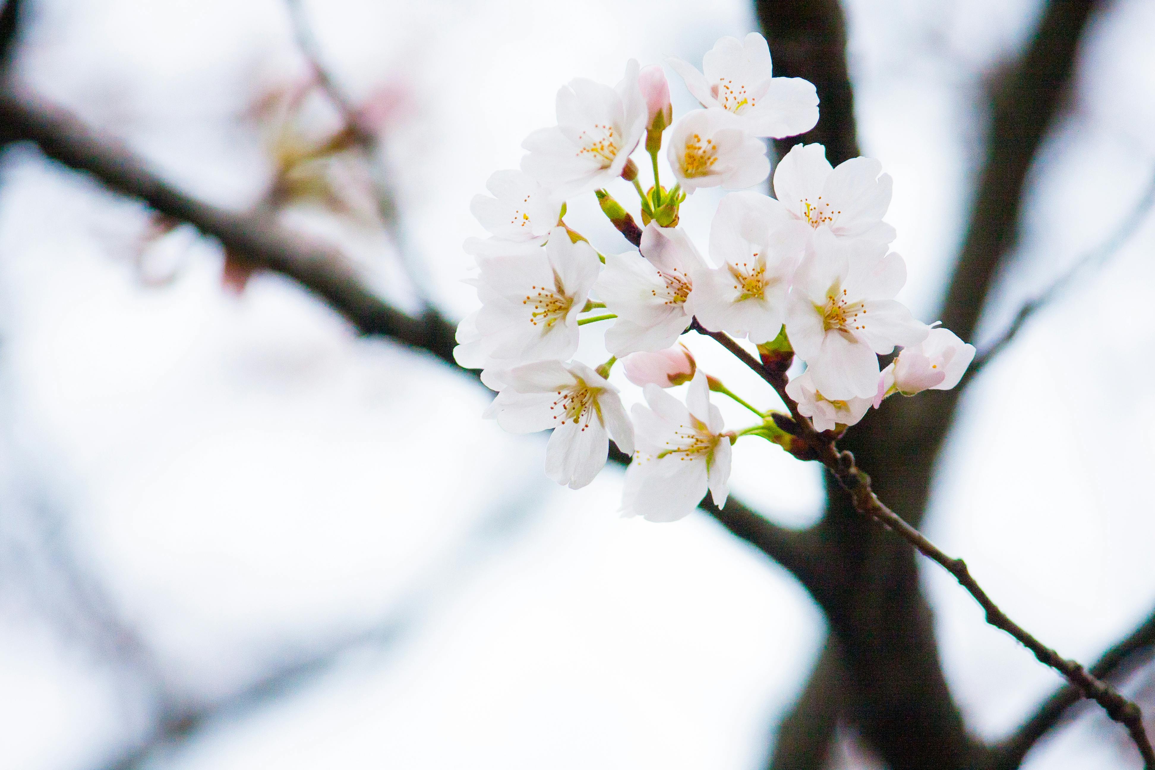 Low Angle Selective Focus Photography Of White Petaled Flowers