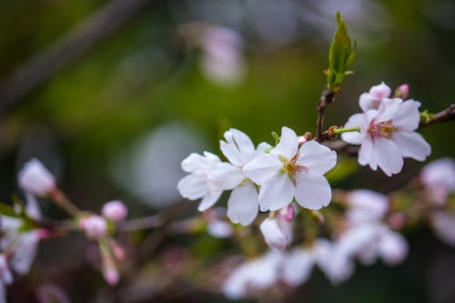 白い花の植物の写真