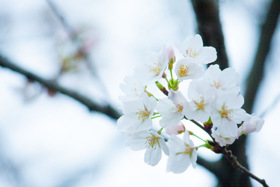 White Blossom Flower Selective Focus Photo