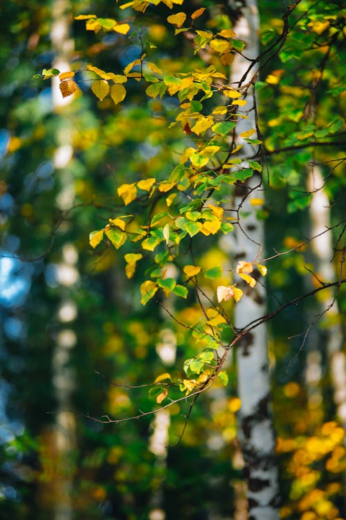 A Yellow and Green Leaves on Tree Branches