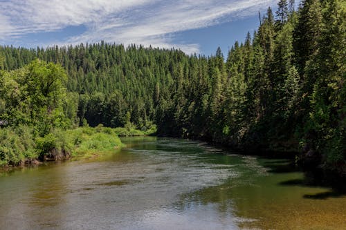 Бесплатное стоковое фото с айдахо, вода, деревья