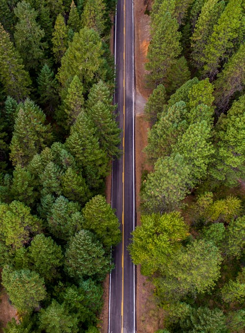 Foto d'estoc gratuïta de arbres, carretera, de fulla perenne