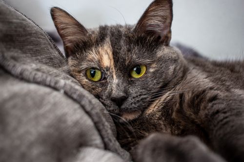 Free A close-up portrait of a curious tortoiseshell cat with striking green eyes. Stock Photo