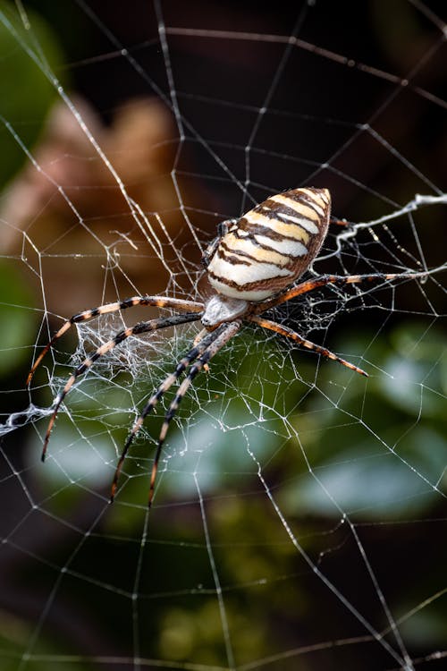 Gratuit Photos gratuites de arachnide, araignée, chevelu Photos
