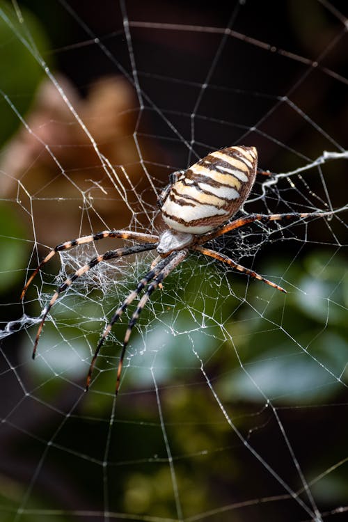 A Brown and White Spider on Cobweb in Close Up Photography