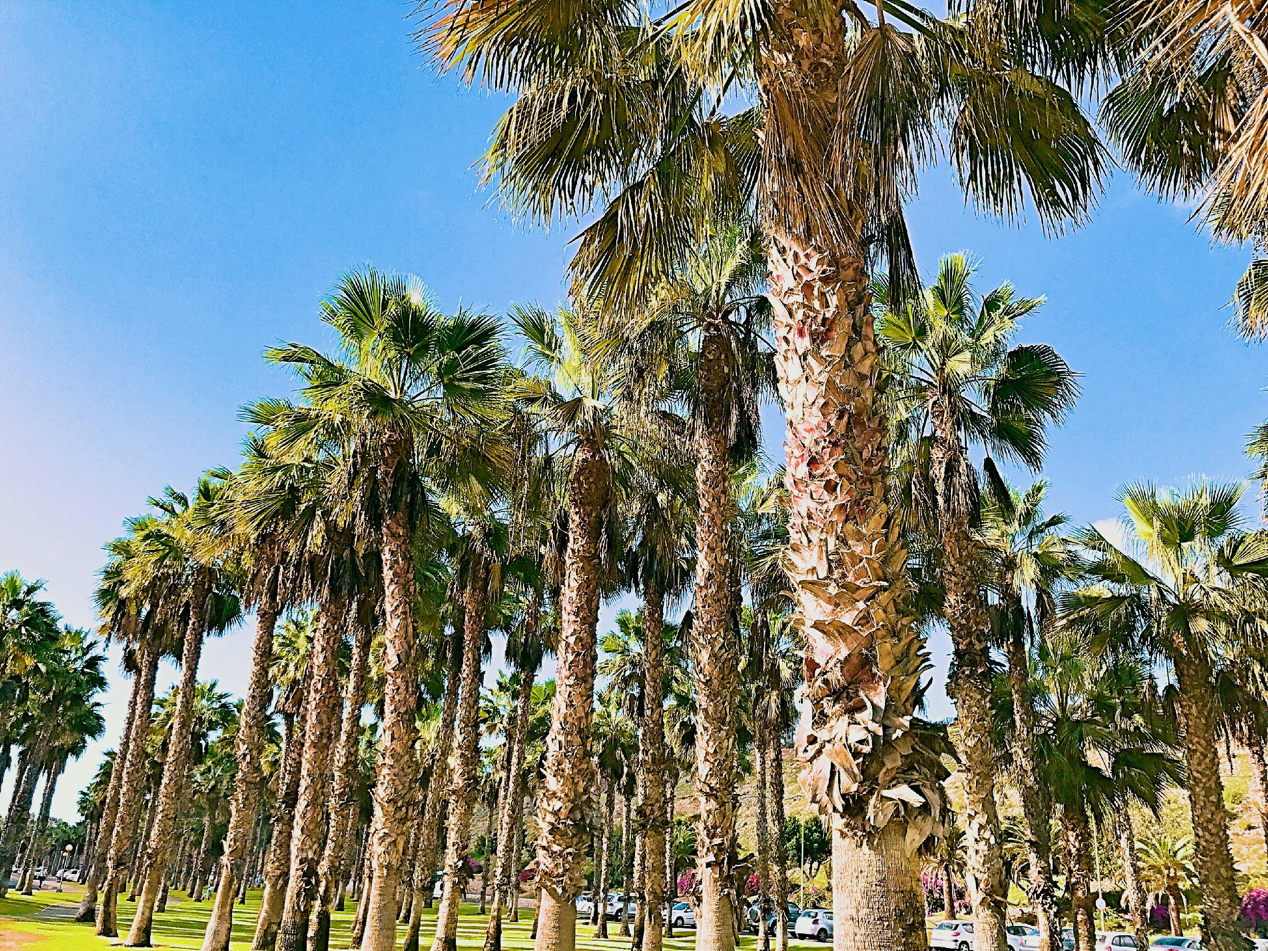 Free stock photo of holiday, palms