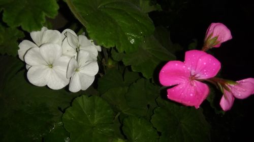 Free stock photo of flowers Stock Photo