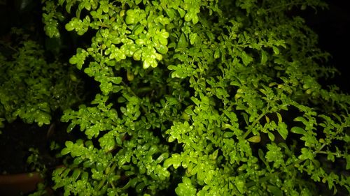 Free stock photo of plants, wallpaper Stock Photo