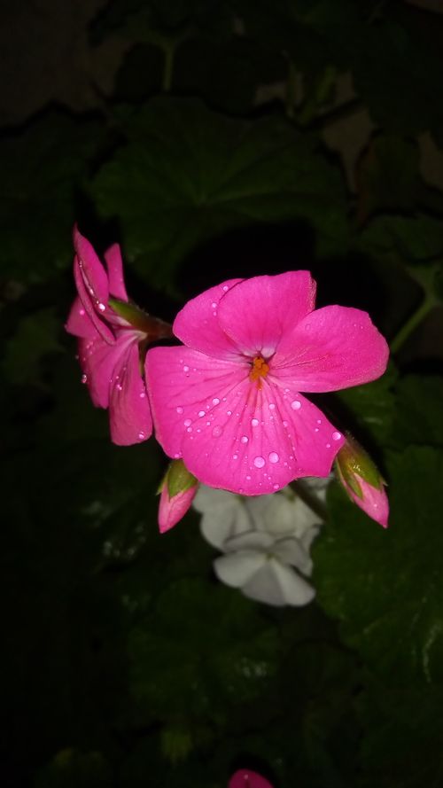 Free stock photo of flower, plants Stock Photo