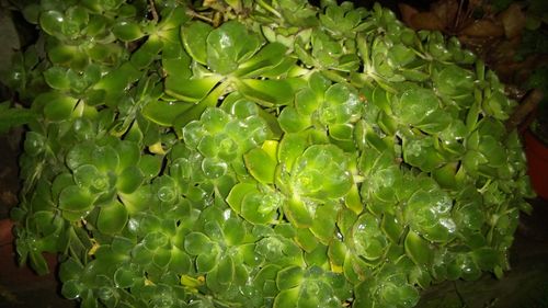 Free stock photo of plants, wallpaper Stock Photo