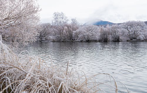 Free Snow Covered Trees Beside the River Stock Photo