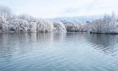Free Snow Covered Trees Beside the River Stock Photo