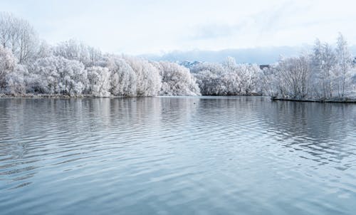 Snow Covered Trees Beside the River