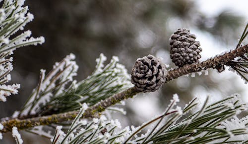 Free Brown Pine Cone on Brown Tree Branch Stock Photo