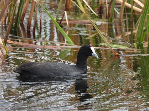 คลังภาพถ่ายฟรี ของ coot เอเชีย, กลางแจ้ง, ขนนก