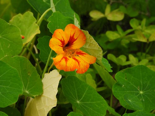 คลังภาพถ่ายฟรี ของ nasturtiums, tropaeolum majus, ดอกส้ม