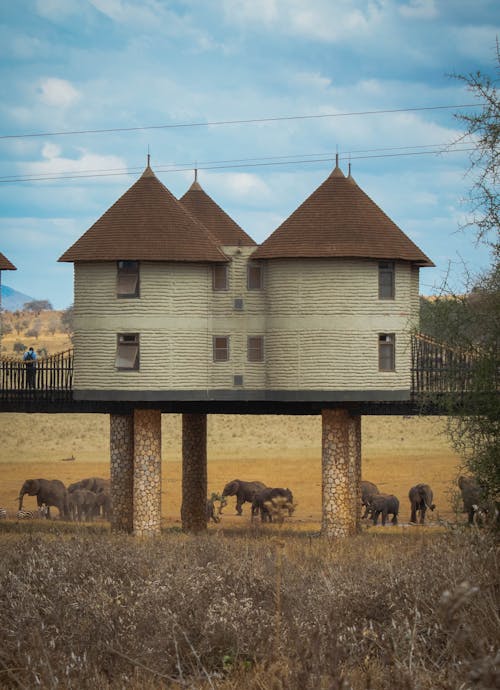 Photos gratuites de animal, animaux à l'état sauvage, éléphant d'afrique