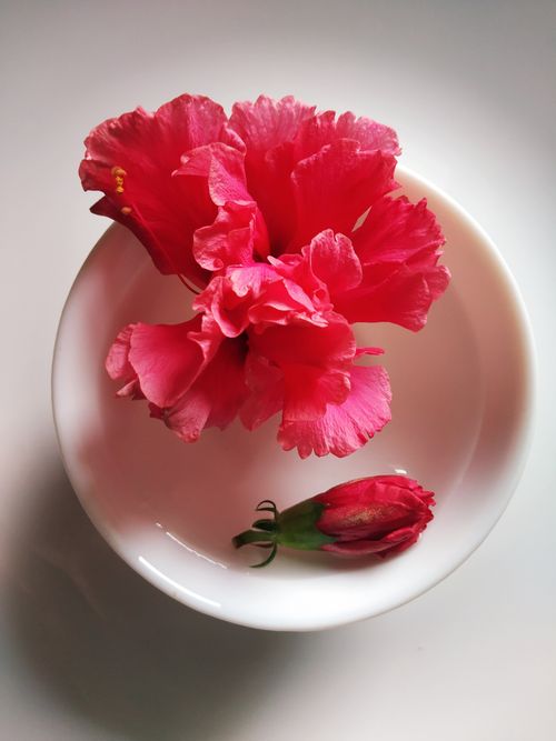 Free Close-up of a pink hibiscus flower in a white ceramic bowl, showing vivid colors. Stock Photo