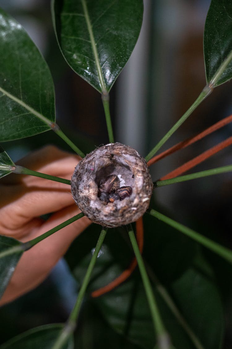 Hand Showing Plant Seedling