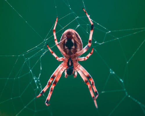 Fotobanka s bezplatnými fotkami na tému Canon, divoká zver zväčšiť pozadie, divý