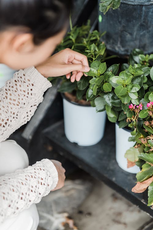 Een Vrouw Die De Groene Bladeren Aanraakt