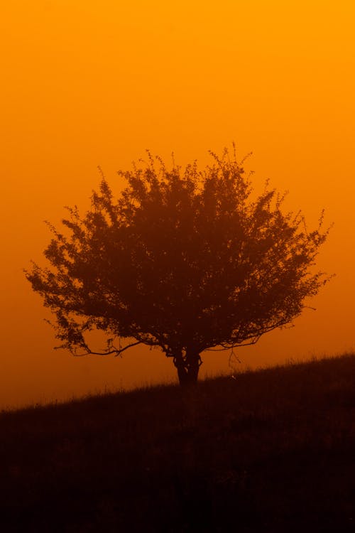 Silhouette of a Tree Across the Orange Sky 