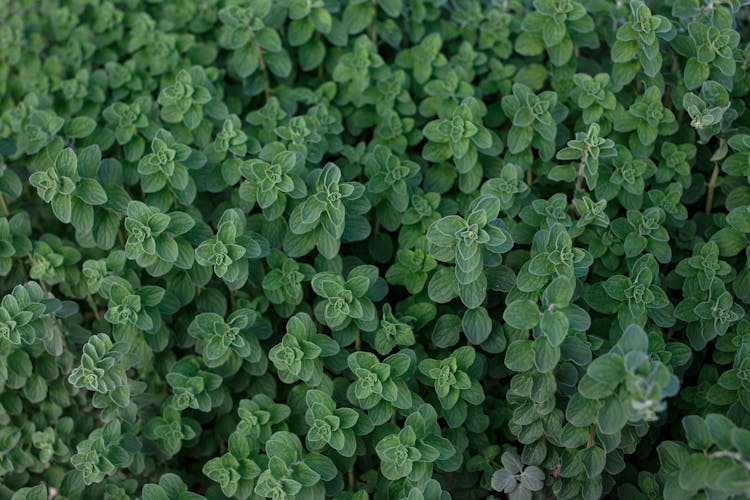 Green Oregano Leaves