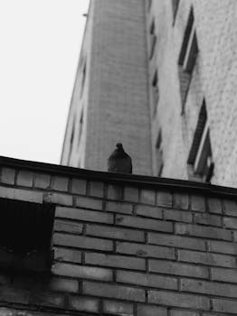 A pigeon stands on a brick wall against the backdrop of a tall building, captured in monochrome.
