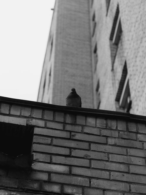 Free A pigeon stands on a brick wall against the backdrop of a tall building, captured in monochrome. Stock Photo
