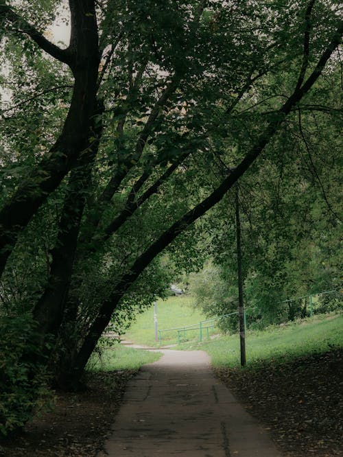 Free A Paved Pathway under the Shade of a Tree Stock Photo