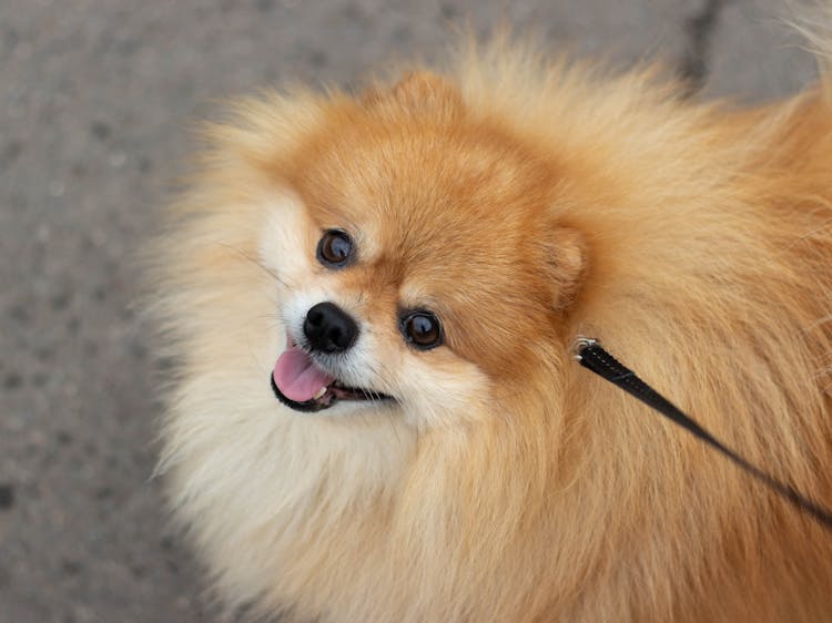 Cute Pomeranian On Leash