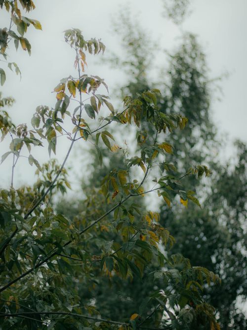 Free Tranquil view of green leaves against a gloomy sky, depicting natural beauty and calmness. Stock Photo