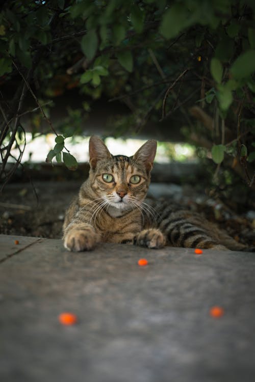 Brown Tabby Cat Lying on the Ground