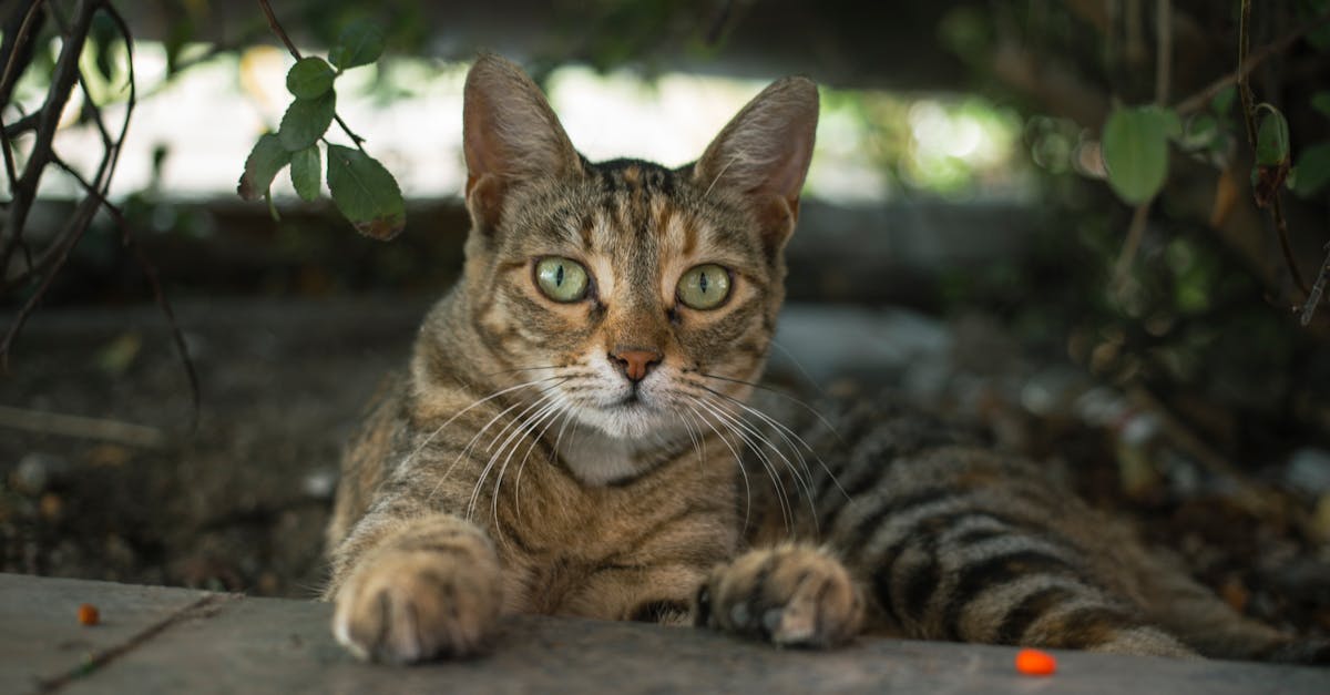 How to get a scared stray cat to come to you