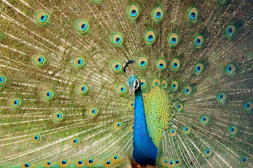 Free Blue Green and Brown Peacock Feather Stock Photo