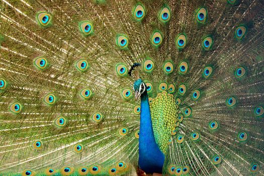 peacock photo