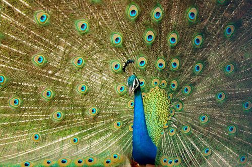 Free Close-up of a peacock proudly displaying its colorful, eye-catching plumage. Stock Photo