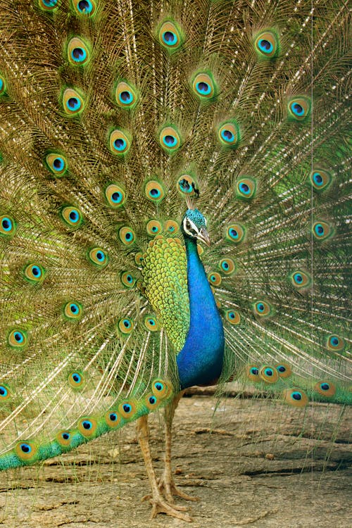 Free A Beautiful Peacock Feathers Stock Photo