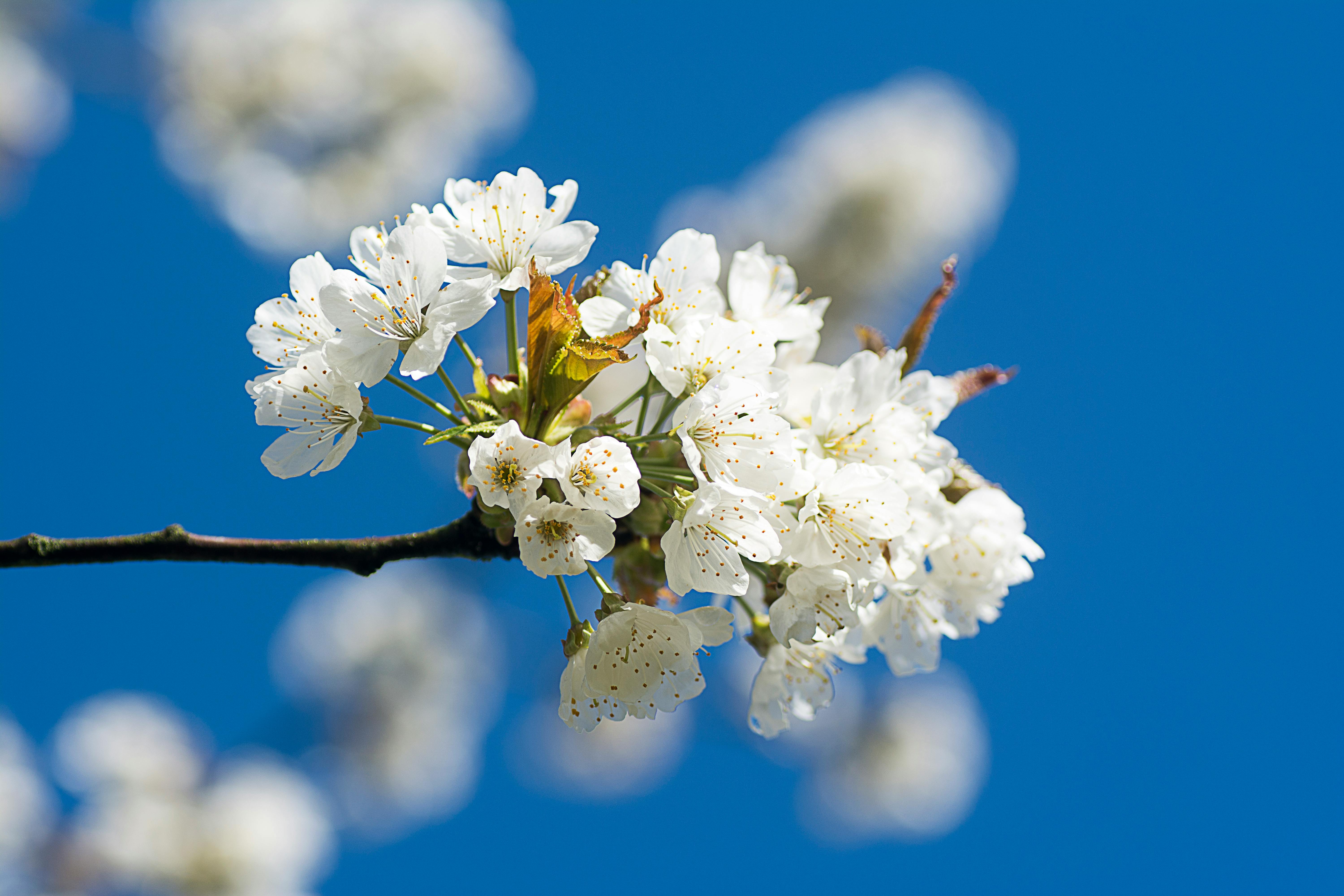 White Cherry Blossoms in Bloom · Free Stock Photo