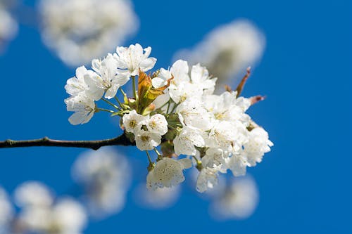 grátis Foto profissional grátis de broto, cerejeira, céu azul claro Foto profissional
