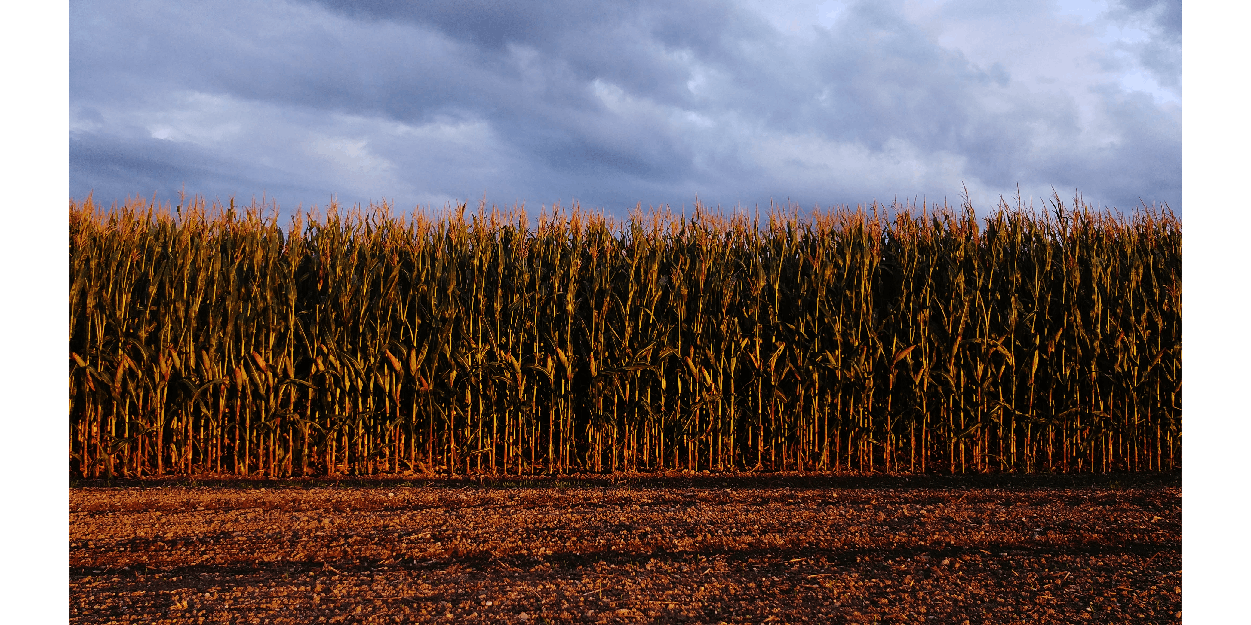 Free stock photo of corn, corn field, nature