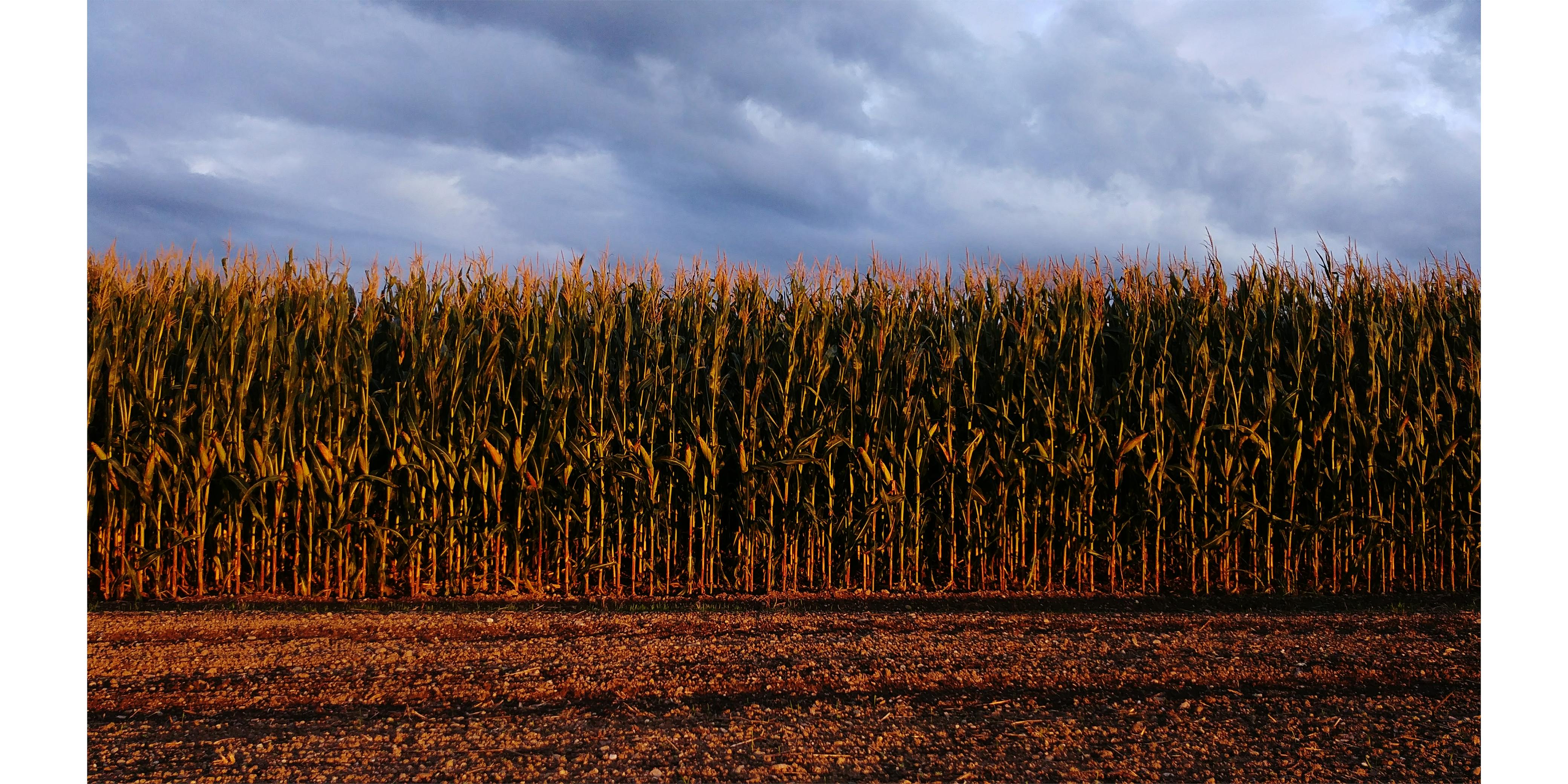 Free stock photo of corn, corn field, nature