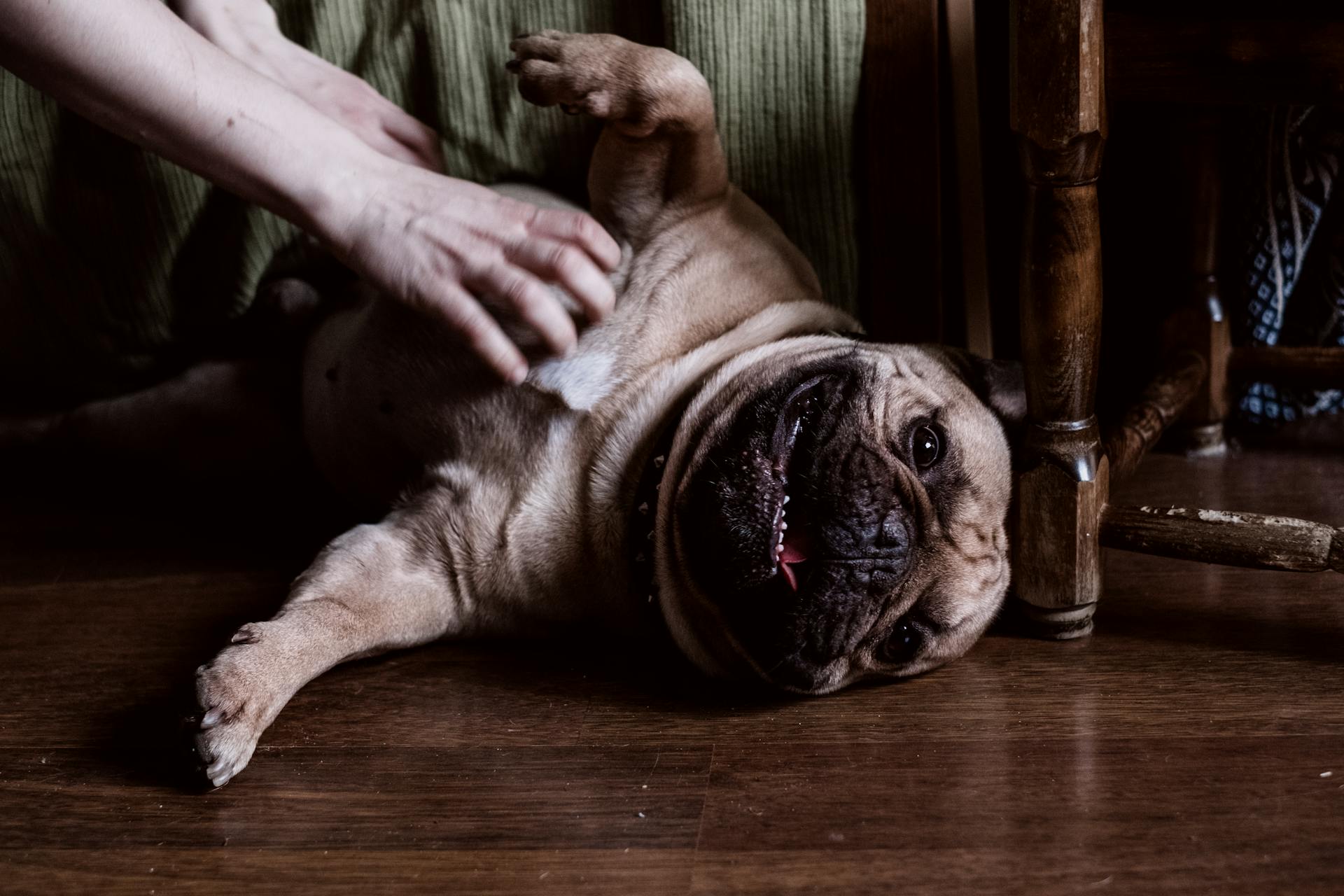 A Person Tickling a Brown Pug Lying on a Wooden Floor