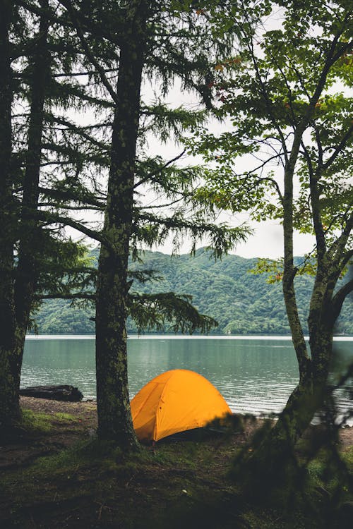 Imagine de stoc gratuită din arbori, camping, codru