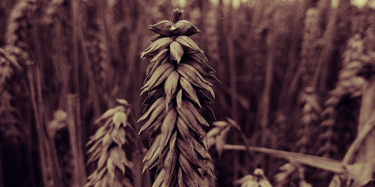 Brown Leafed Plants